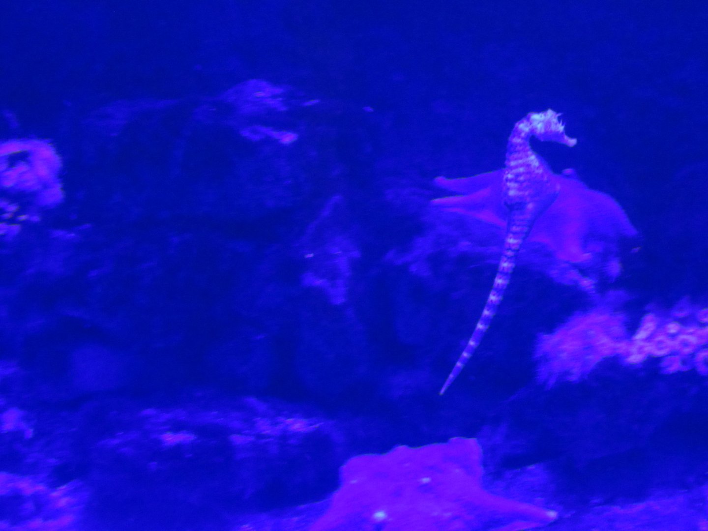 Seahorses Added to Chain Dogfish Exhibit