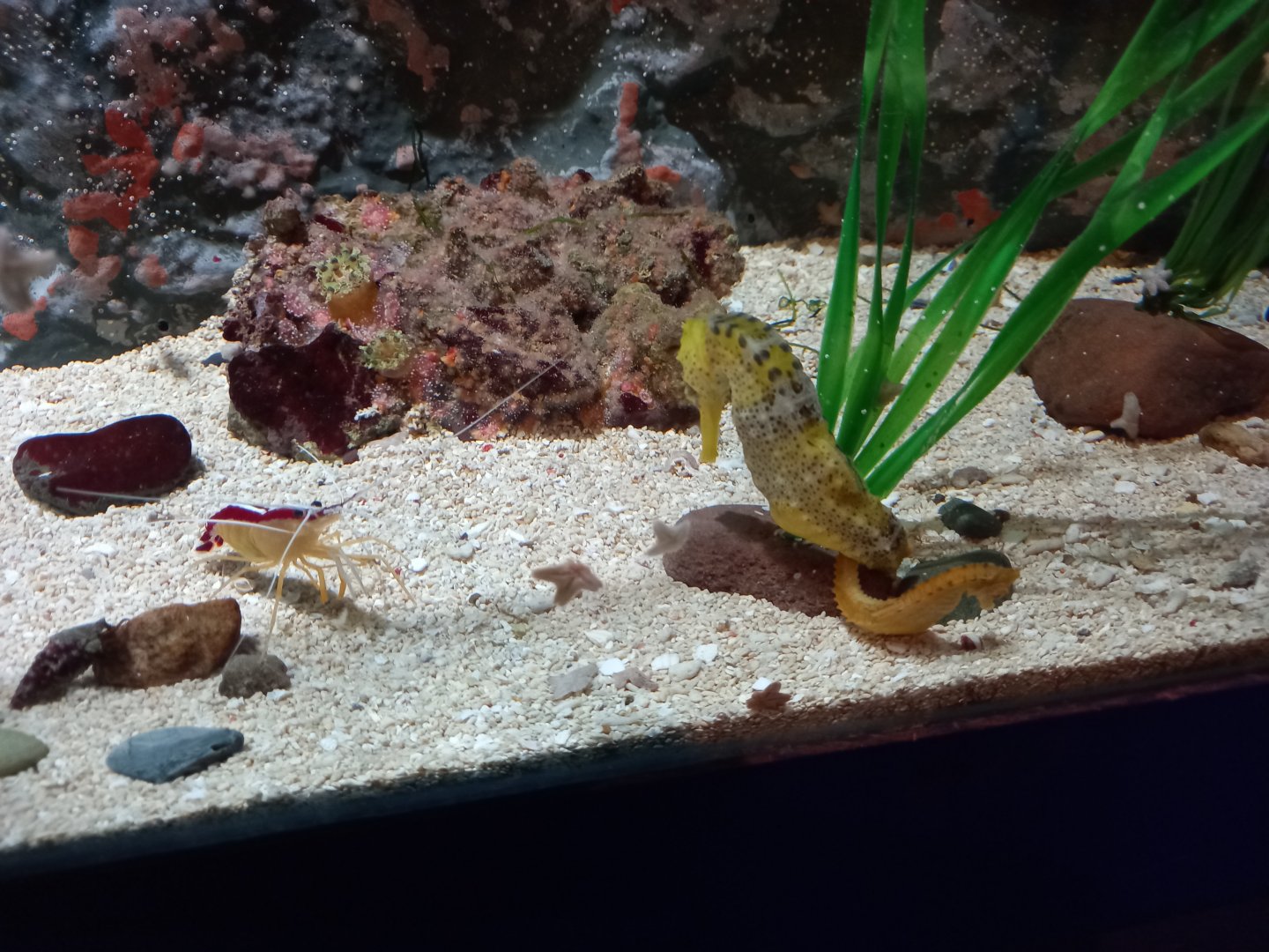 Seahorses and Cleaner Shrimp