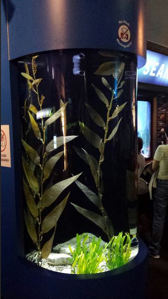 Seahorses and Seadragons - Black Seahorse Exhibit