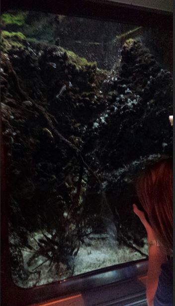 Seahorses and Seadragons - Potbelly Seahorse + Southern Hulafish