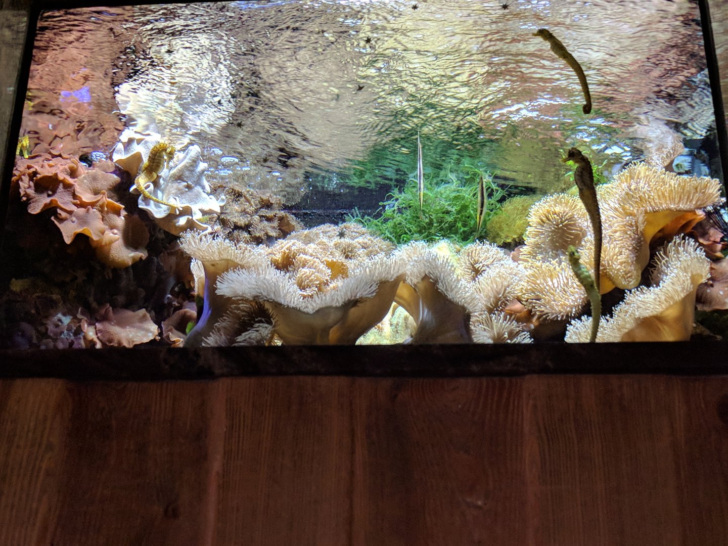 Seahorses and Shrimpfish