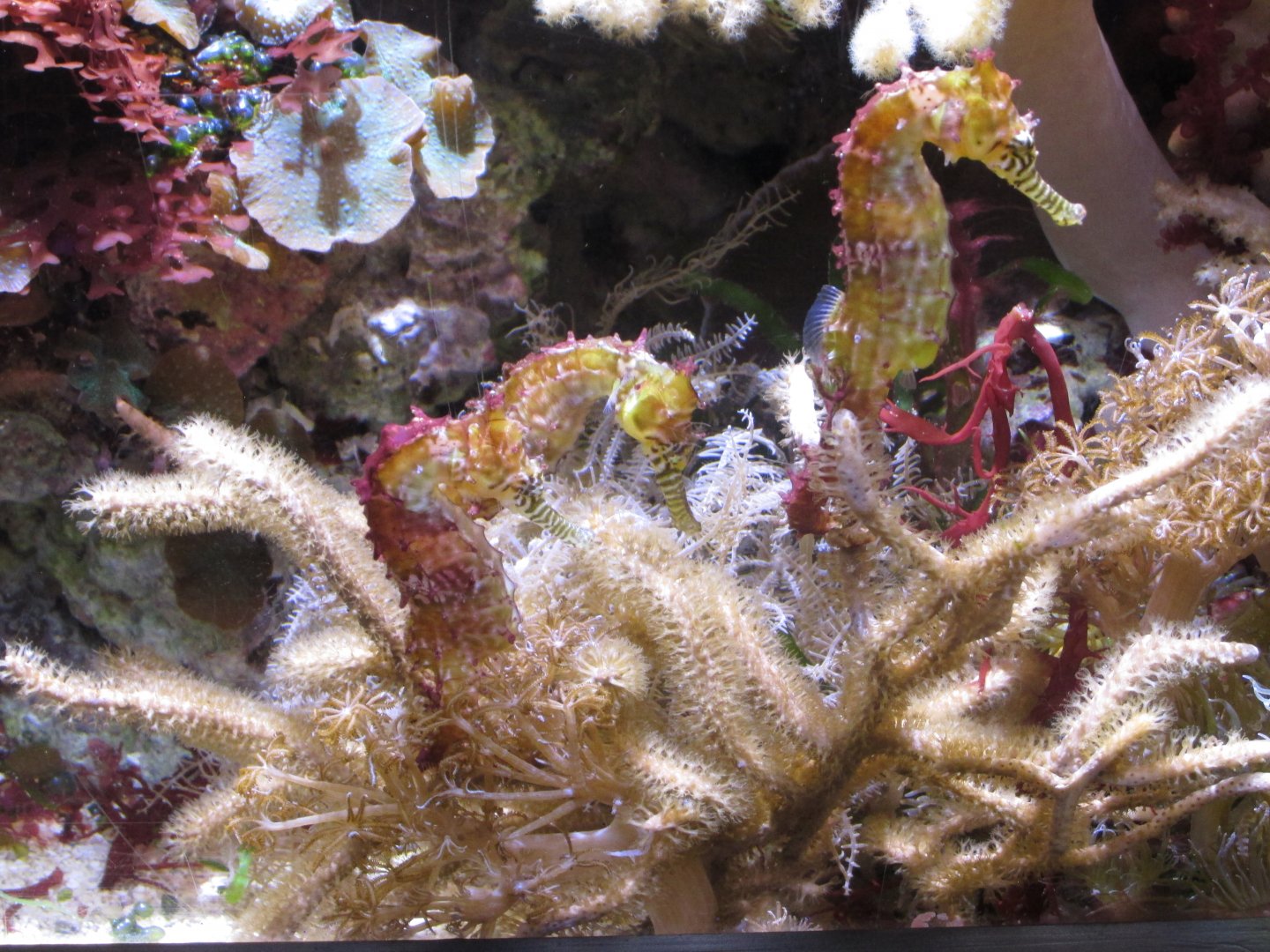 seahorses january 2017