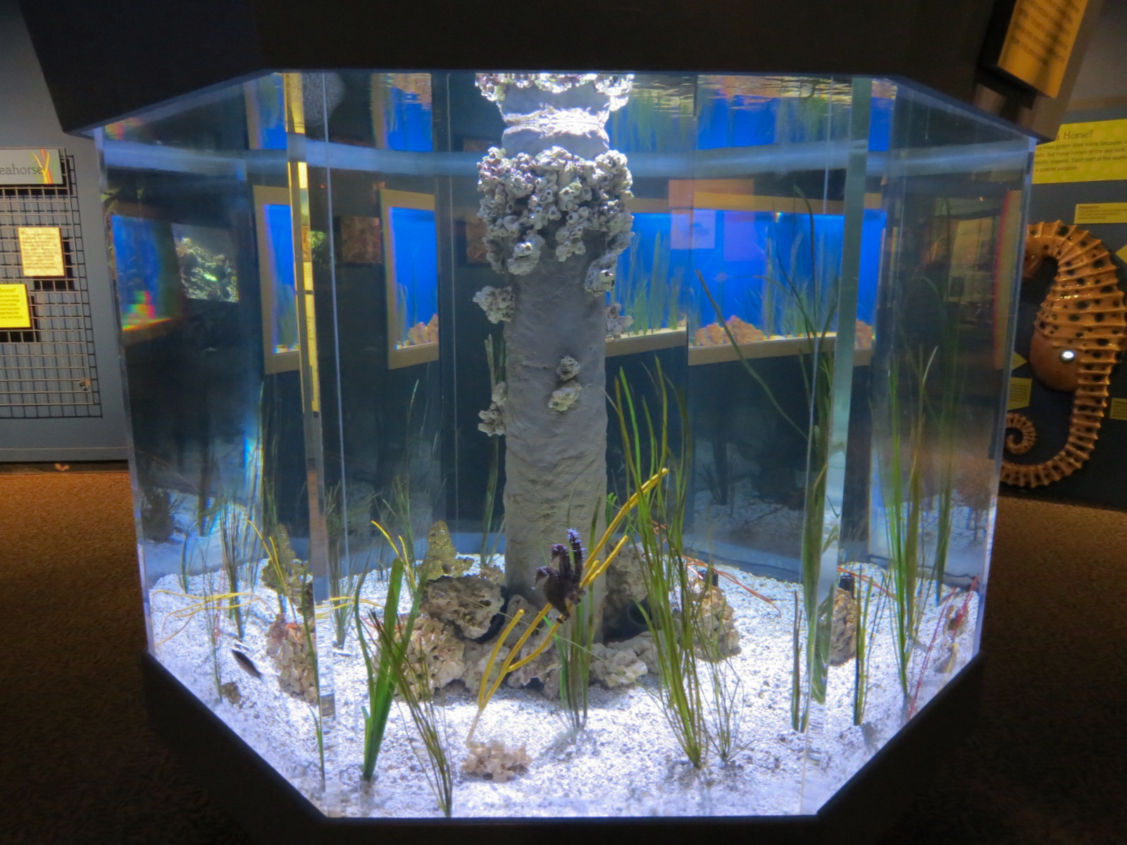 Seahorses - Lined Seahorse Exhibit