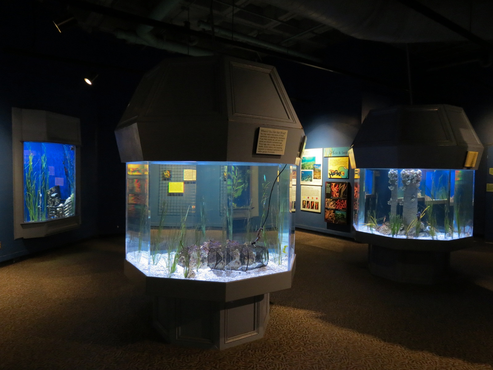 Seahorses - Lined Seahorse Exhibits