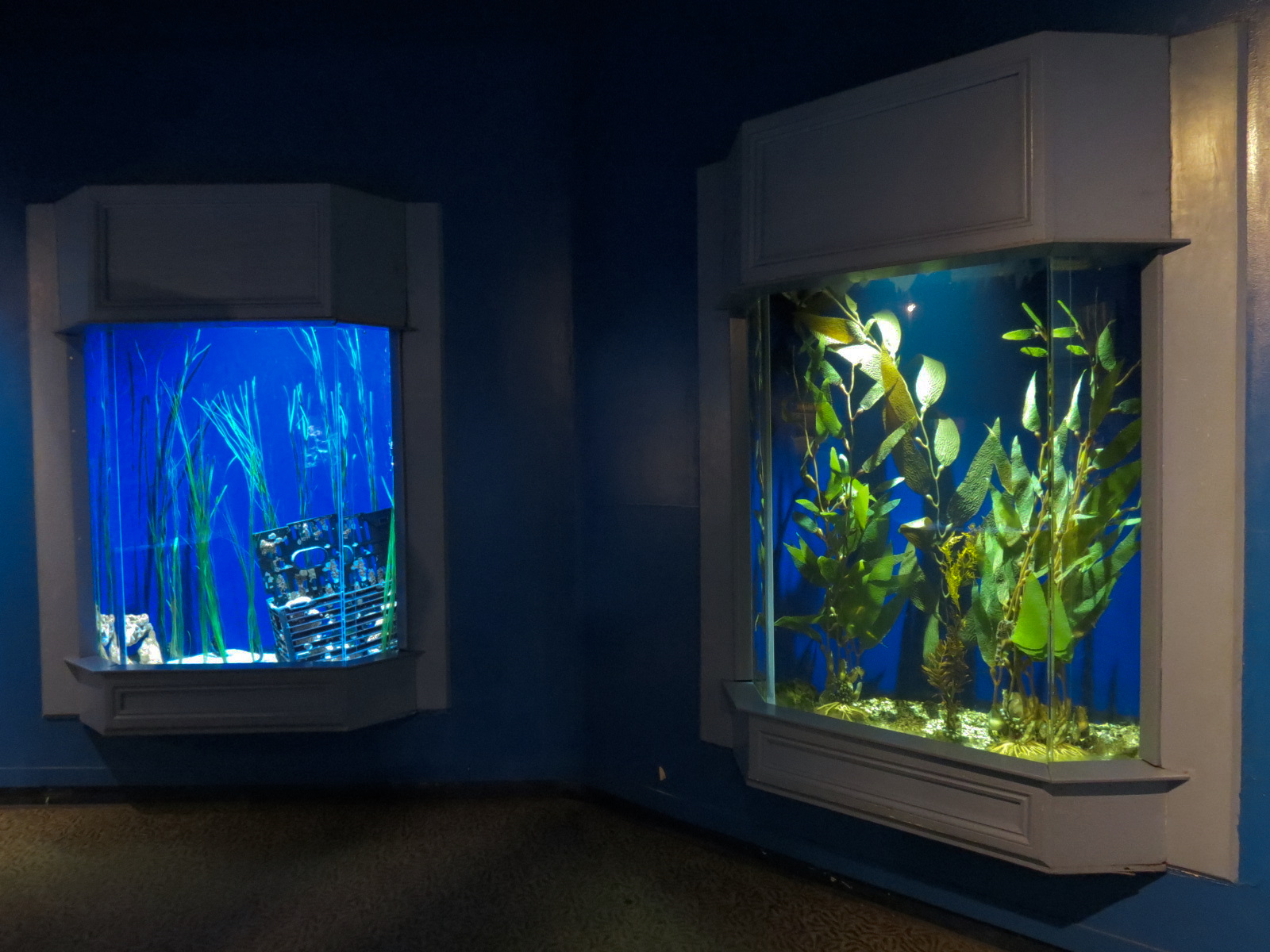 Seahorses - Potbelly Seahorse and Yellow Seahorse Exhibits