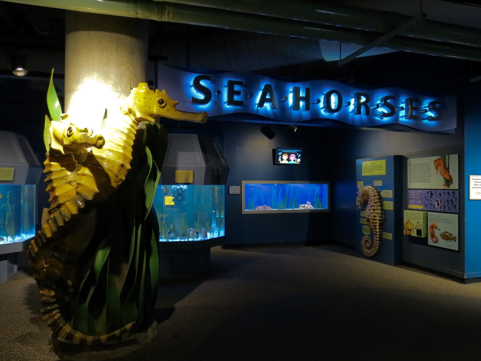Seahorses - Sign