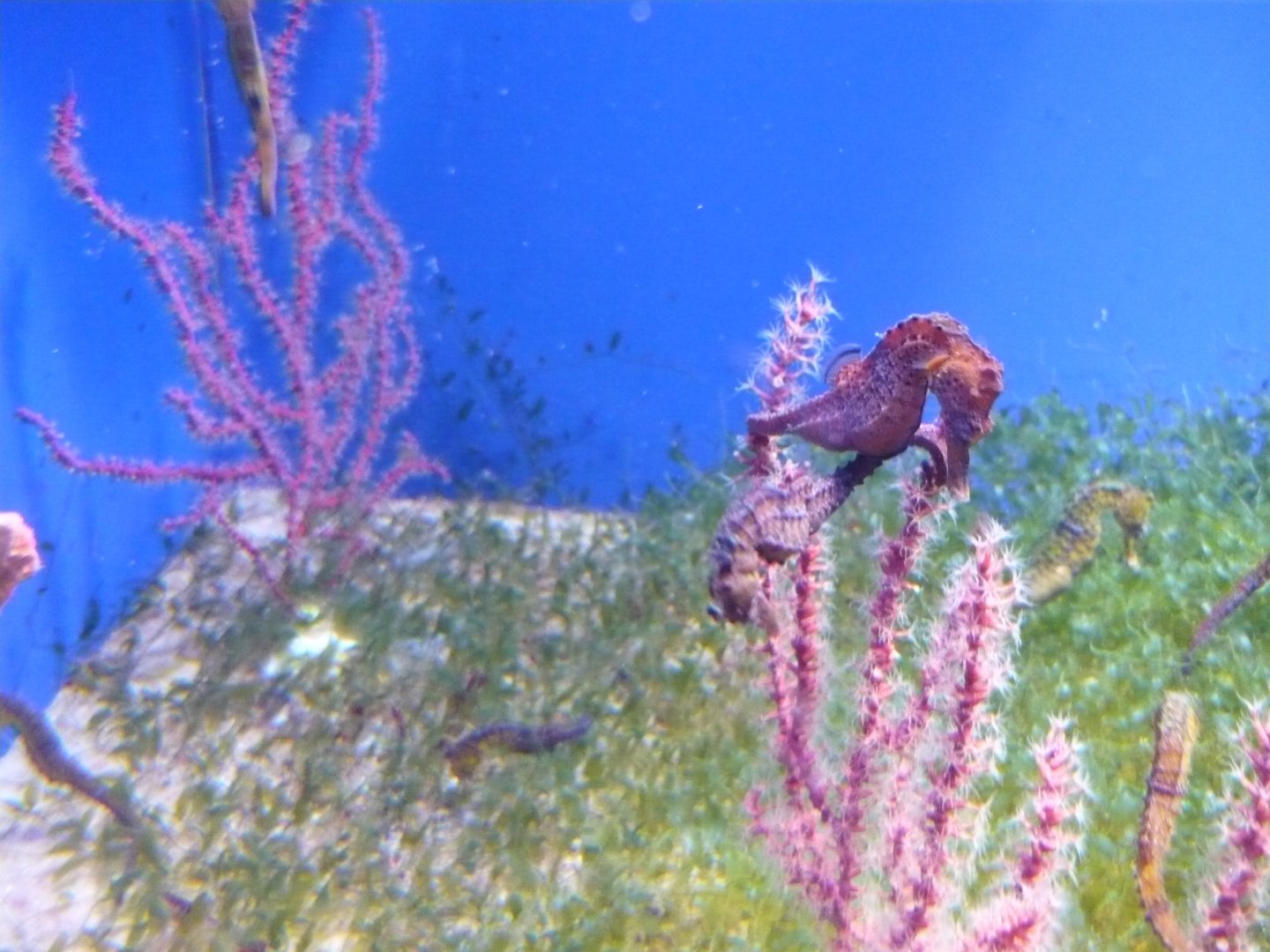 Seahorses