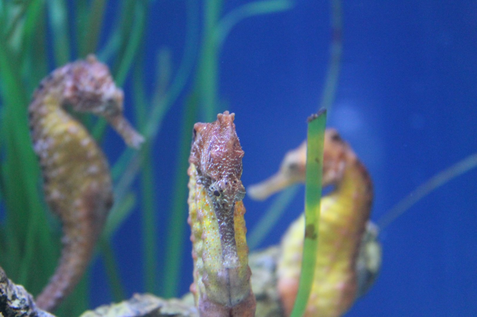 Seahorses