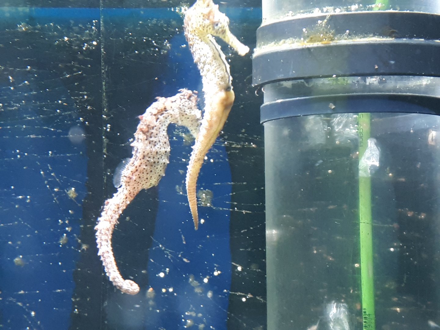 Seahorses