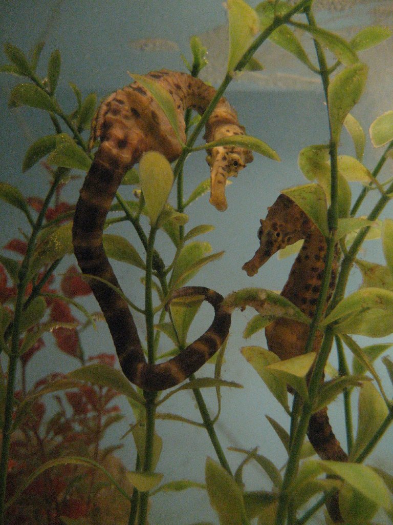 Seahorses