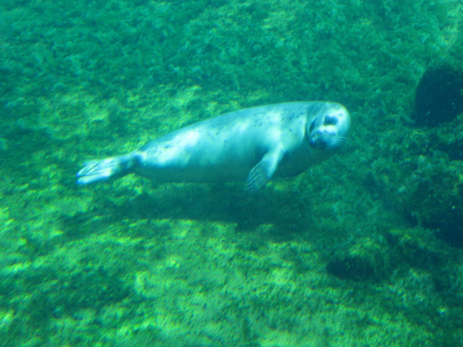 Seal 2010