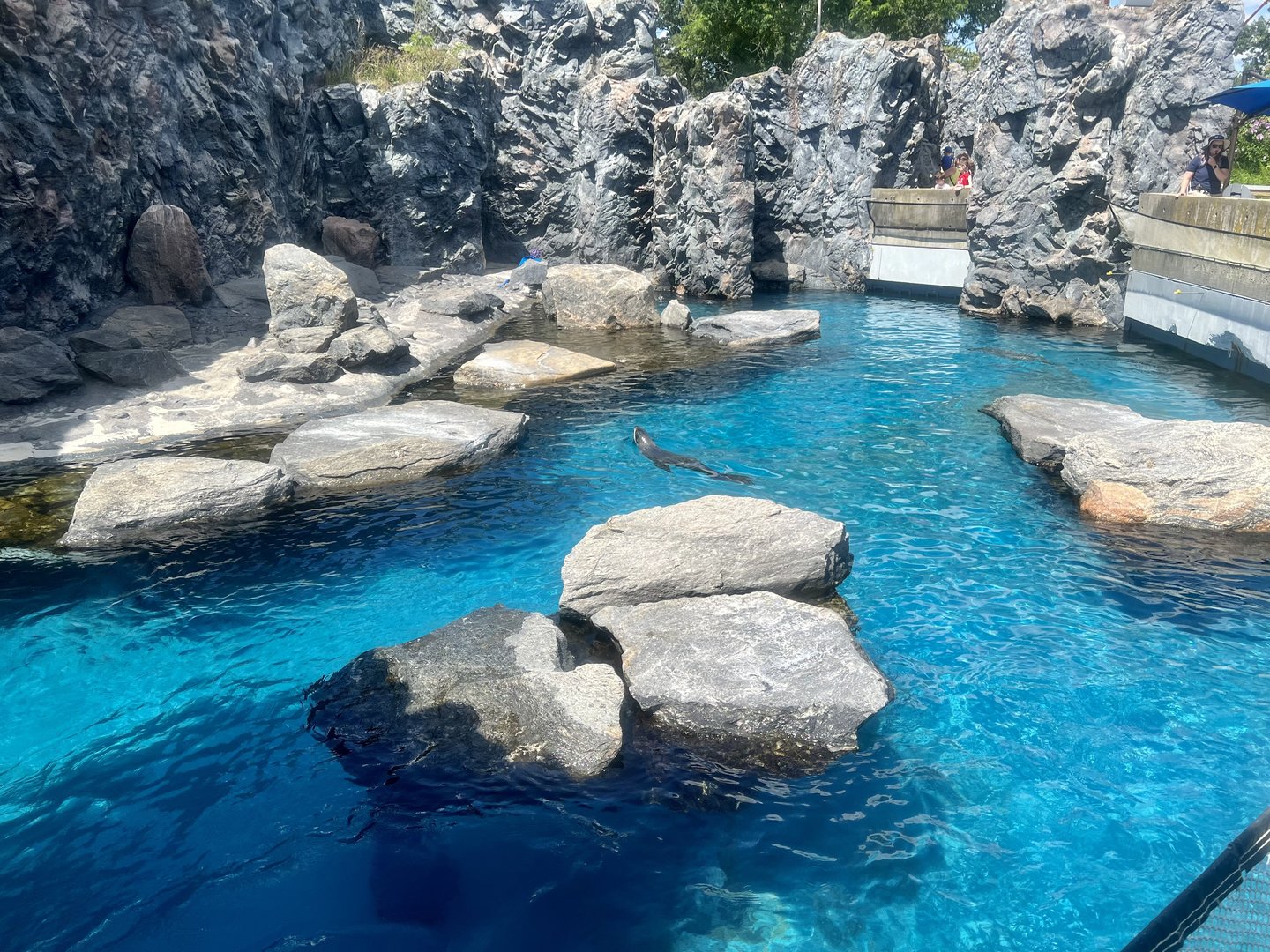 Seal and Fur Seal Exhibit