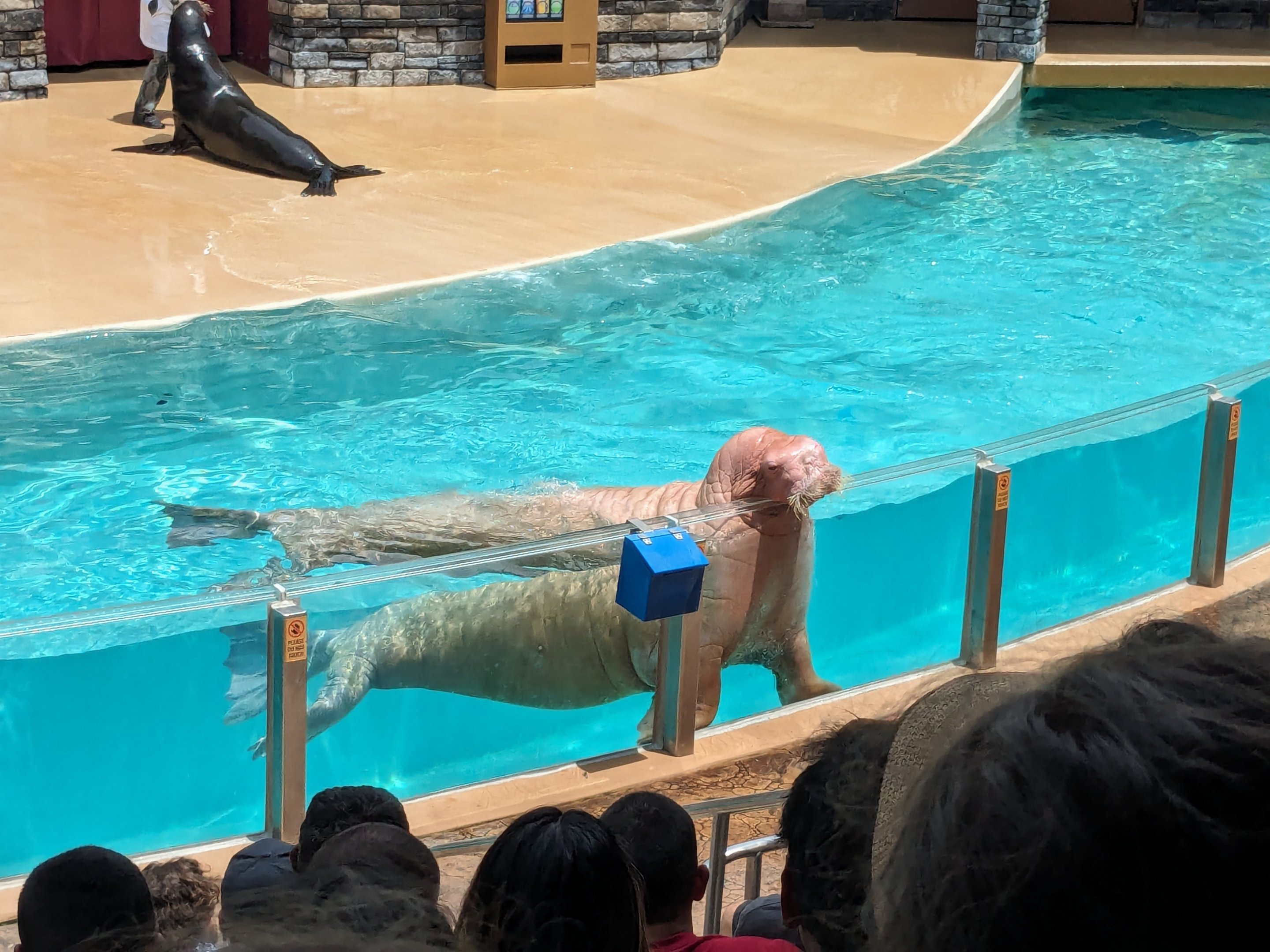 Seal and Otter Spotlight (show) - Pacific walrus and California sealion