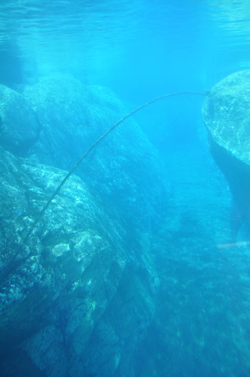 Seal and penguin bassain