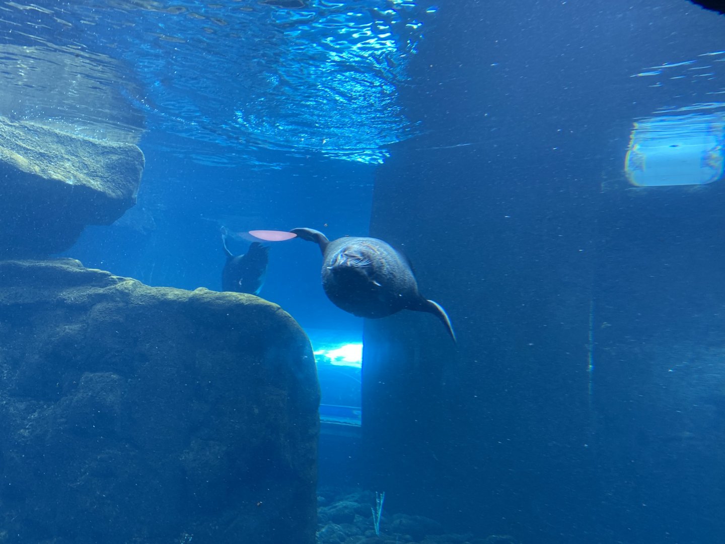 Seal and Penguin Coast - South American fur seal 190622