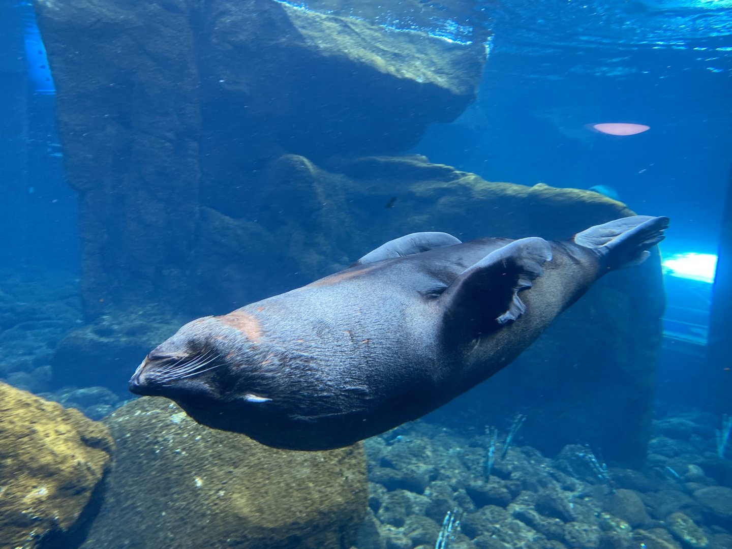 Seal and Penguin Coast - South American fur seal 190622