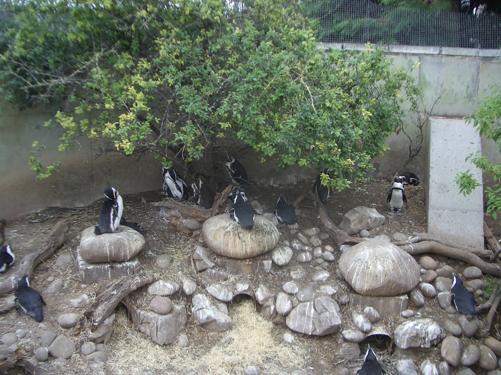 Seal and Penguin Coasts - 24.07.2010