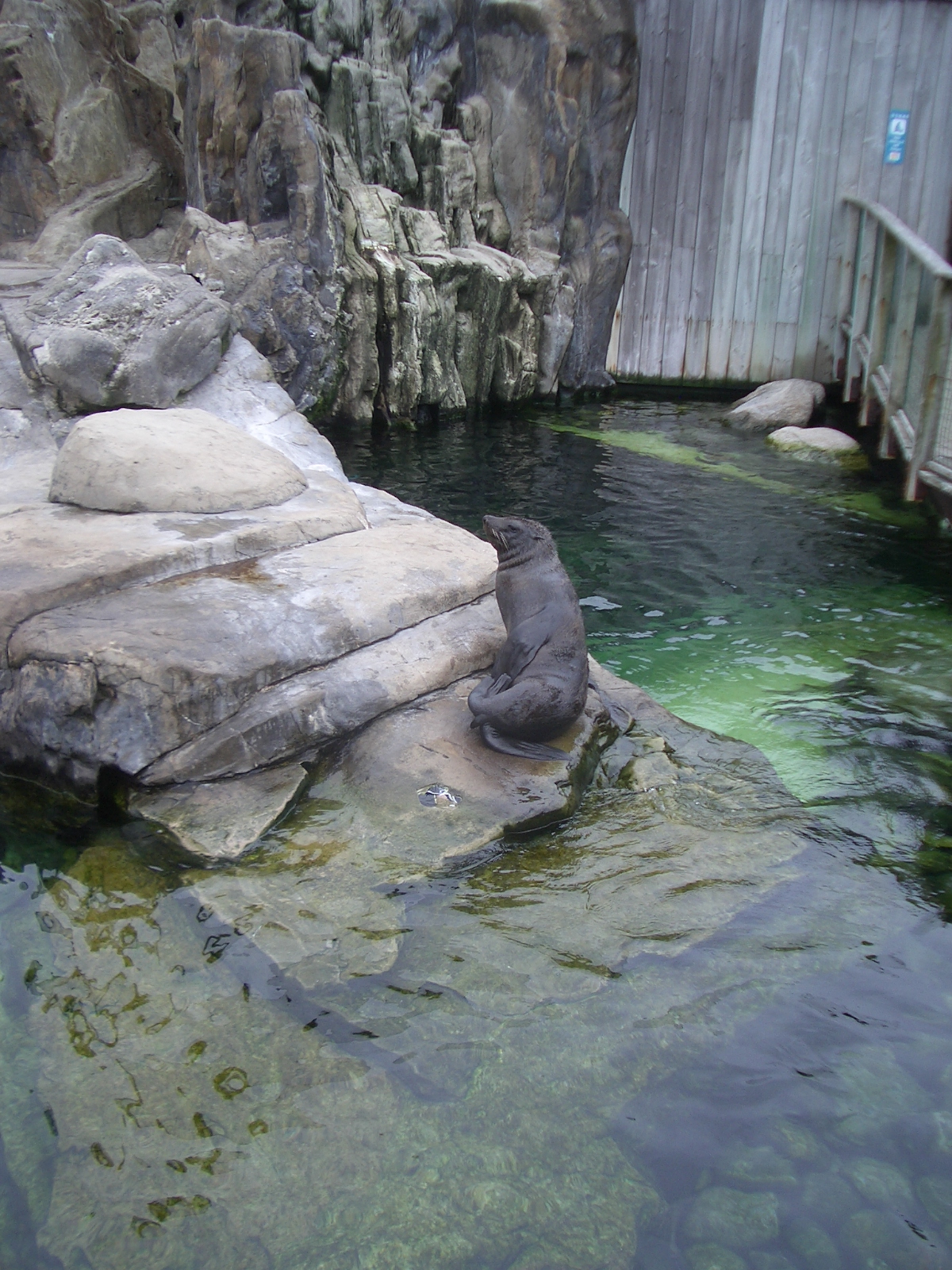Seal and Penguin Coasts - 24.07.2010