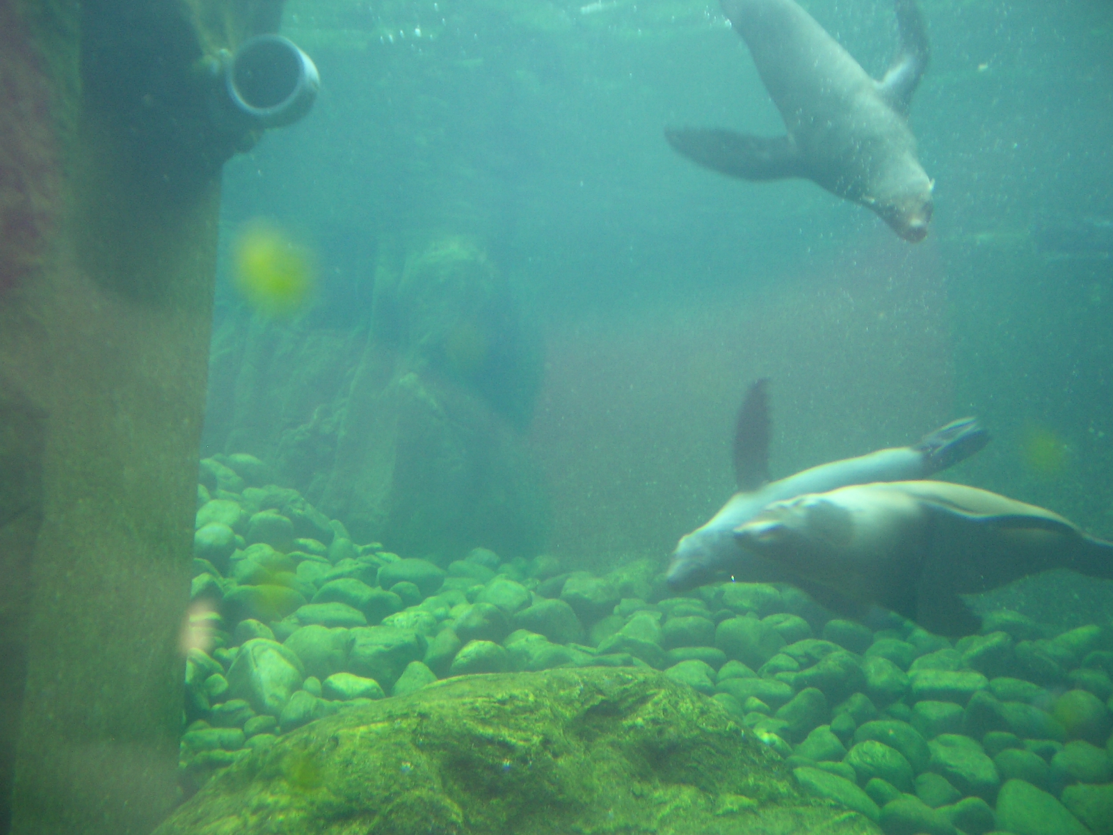 Seal and Penguin Coasts - 24.07.2010