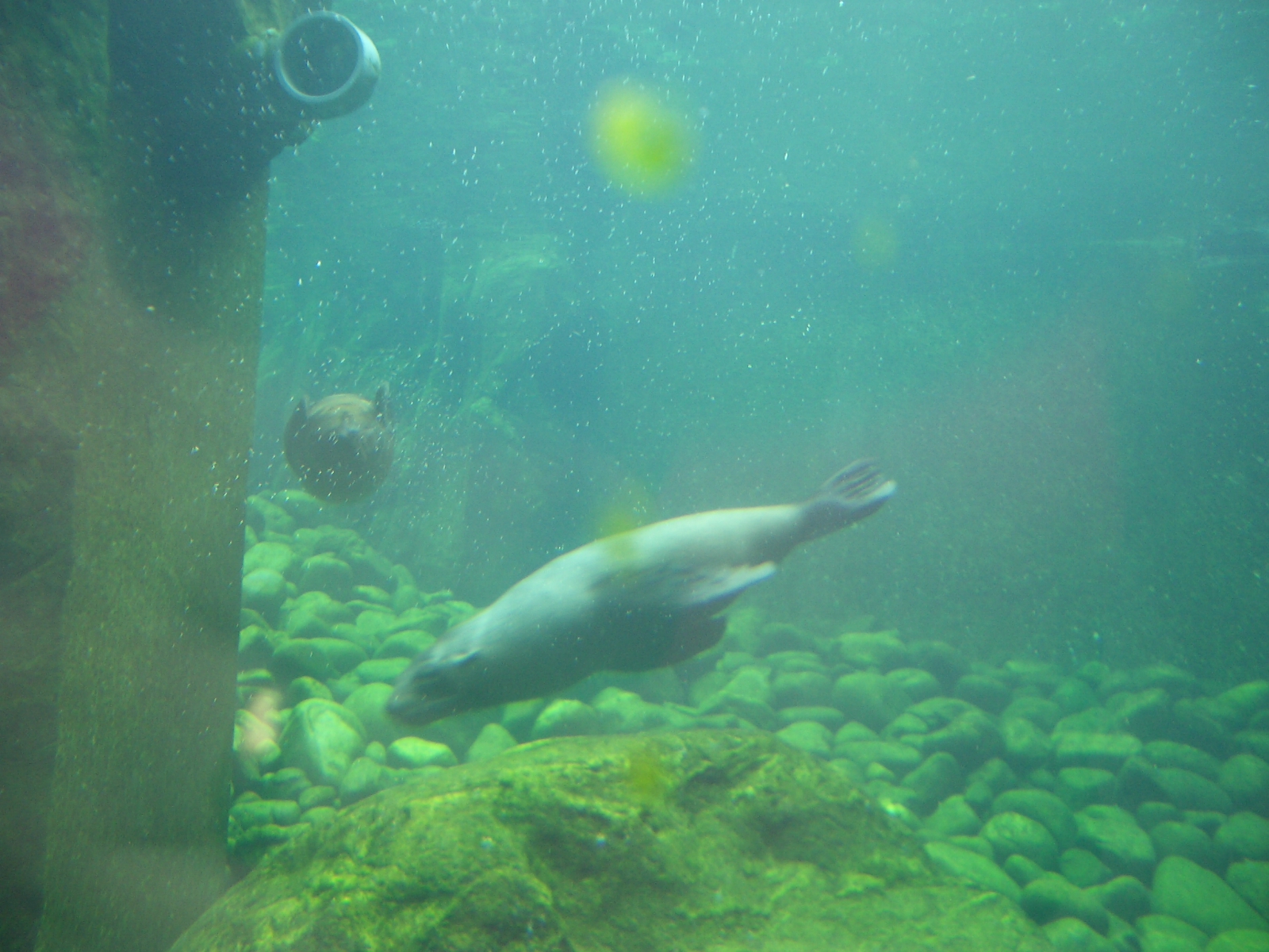 Seal and Penguin Coasts - 24.07.2010