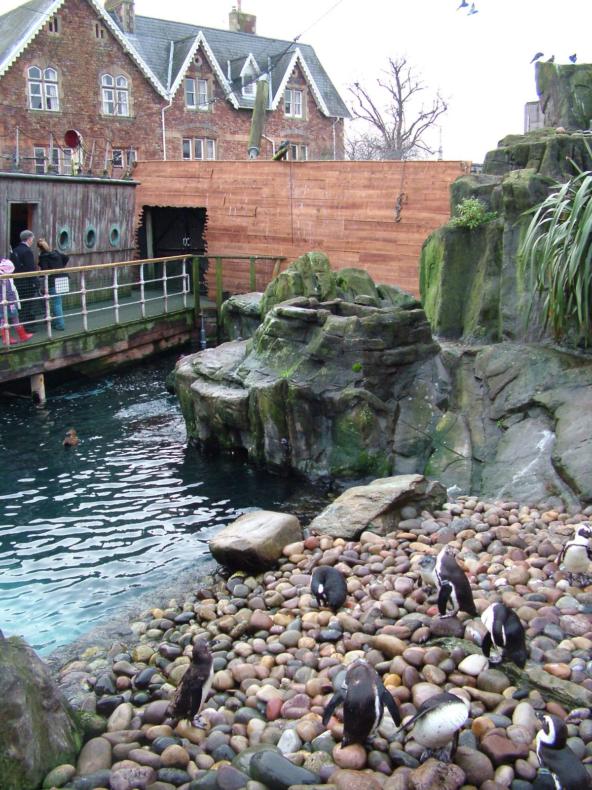 Seal and Penguin Coasts aviary at Bristol Dec 08
