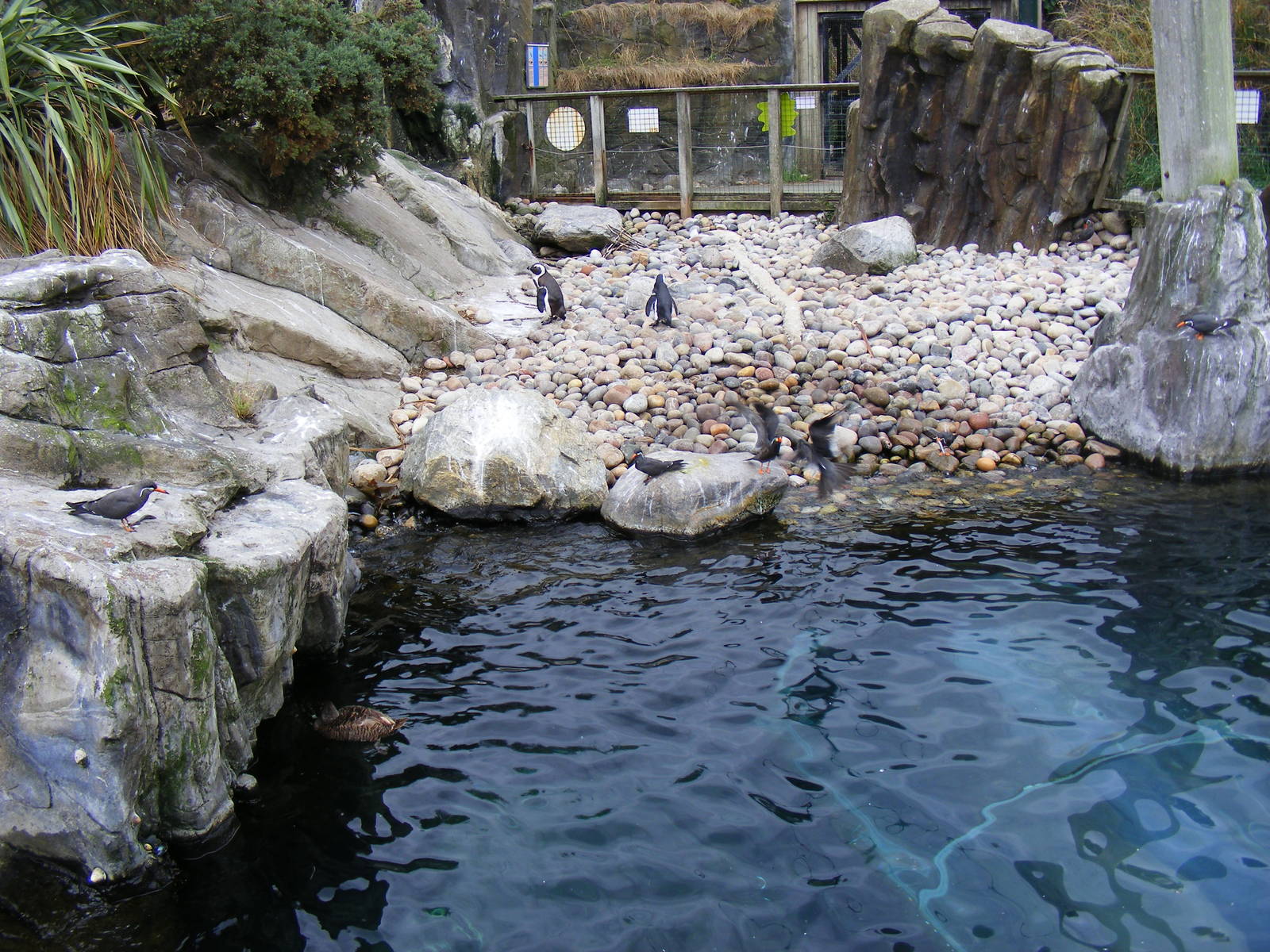 Seal and Penguin Coasts enclosure at Bristol Zoo, 1 August 2010