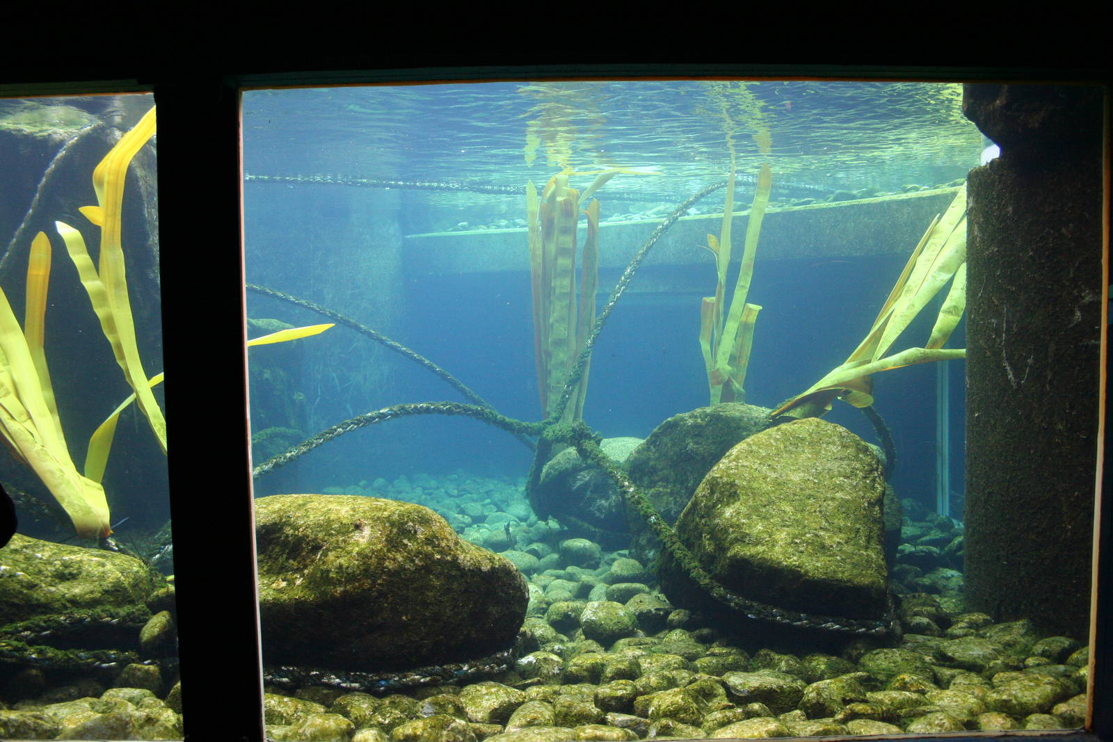 Seal and Penguin Coasts