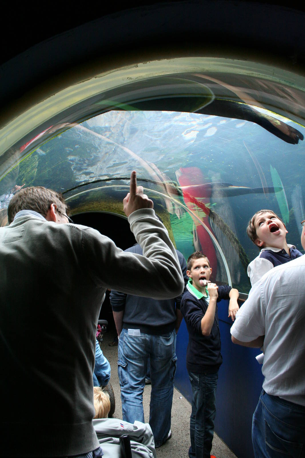 Seal and Penguin Coasts