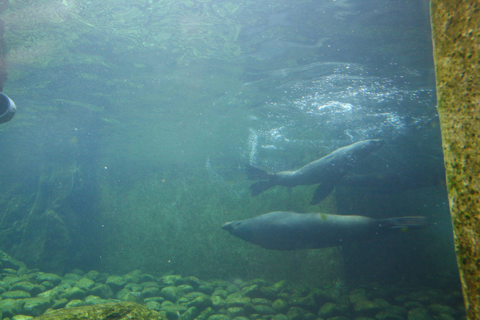 Seal and Penguin Coasts