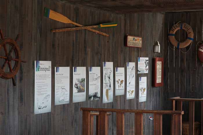 seal and sea lion graphics