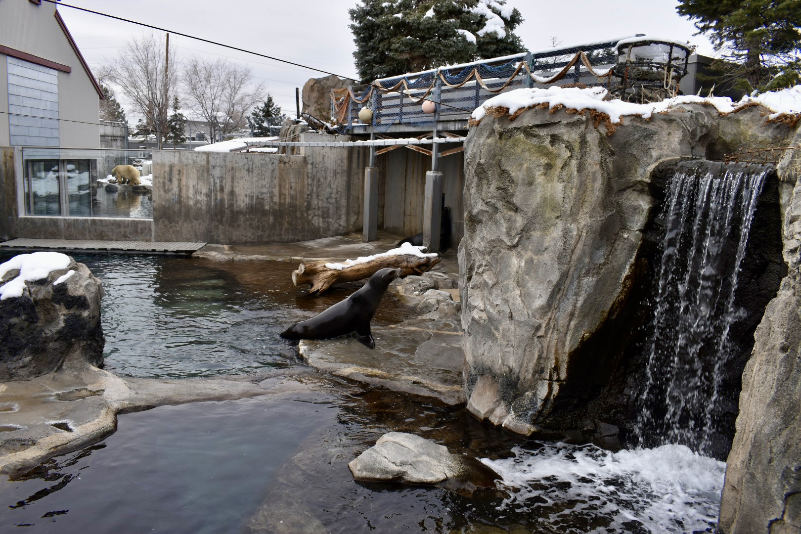 Seal and Sea Lion Habitat - Rocky Shores
