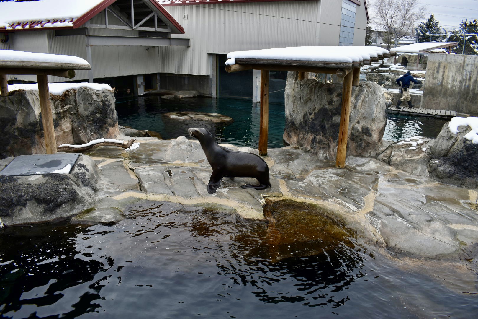 Seal and Sea Lion Habitat - Rocky Shores