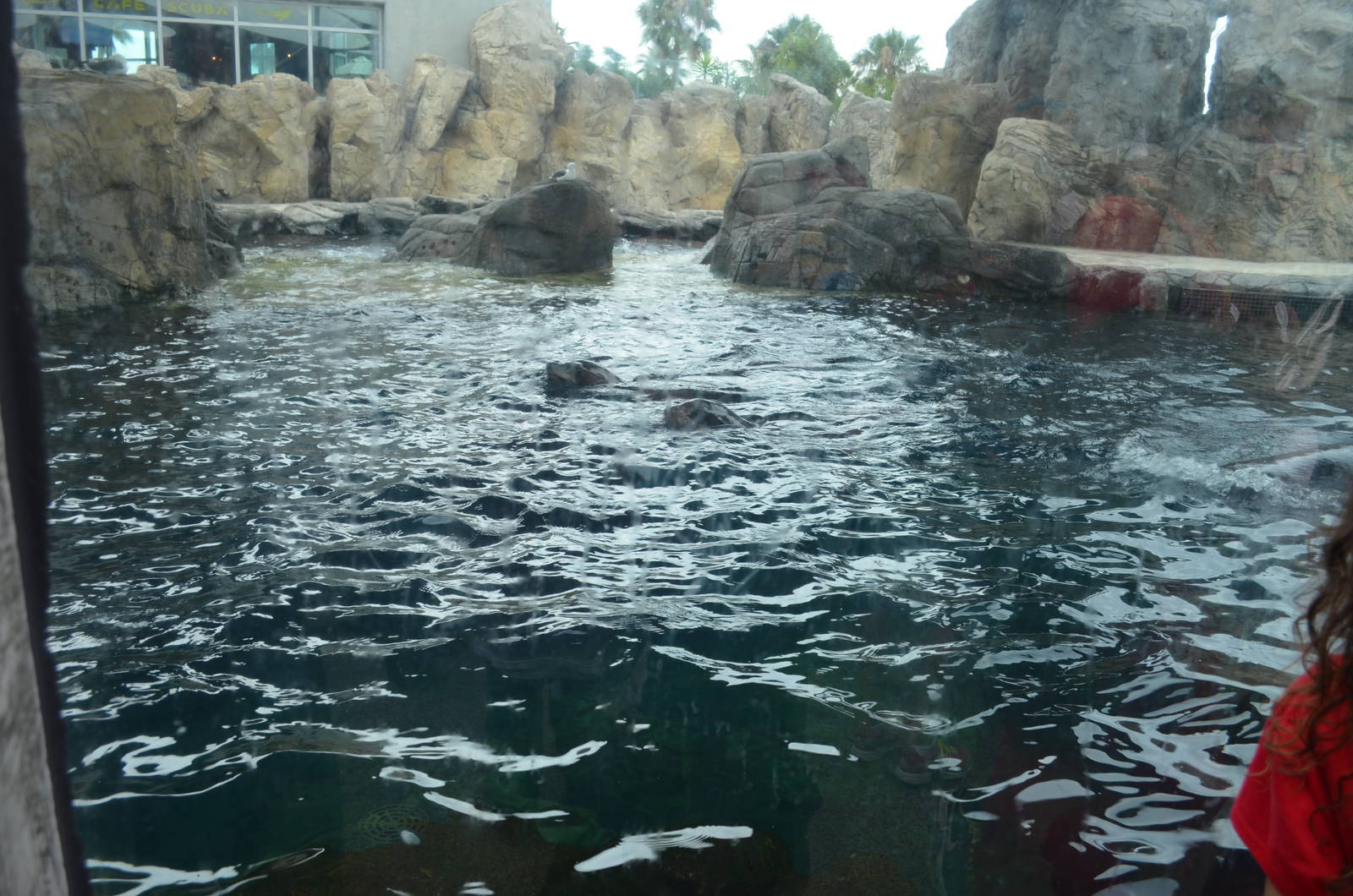 Seal And Sea Lion Habitat