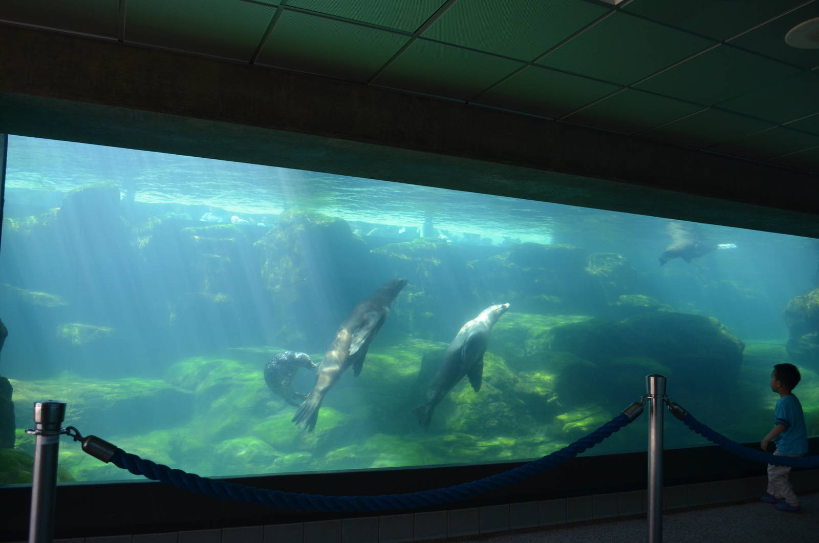 Seal and Sea Lion Pool