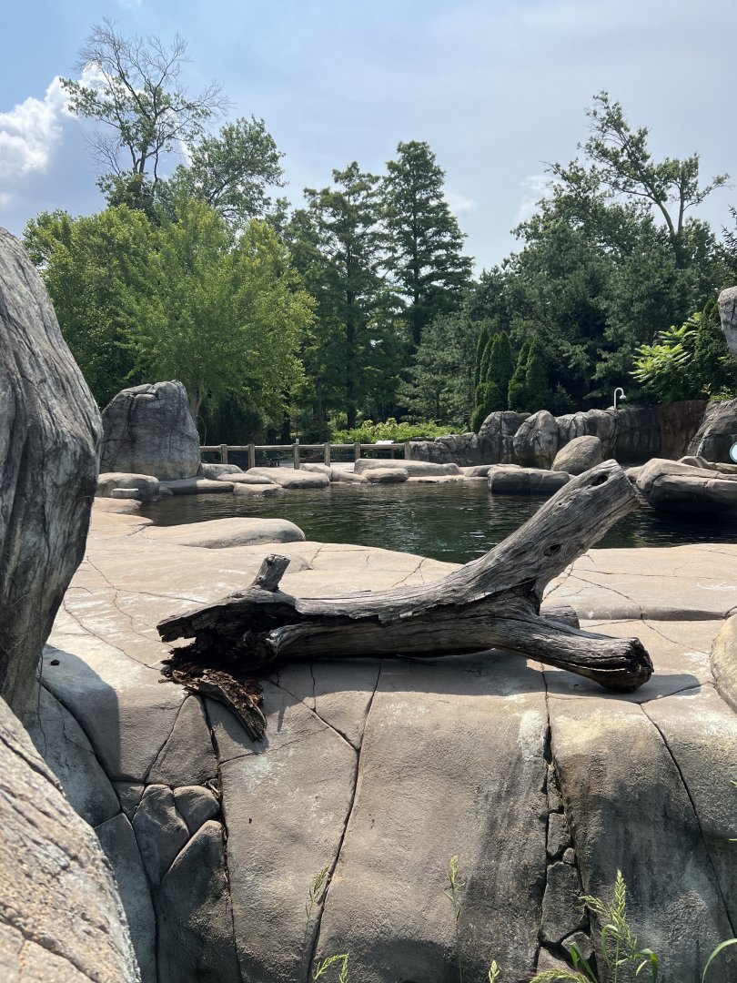 Seal and Sea Lion Sound