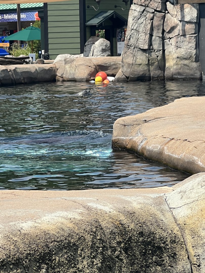 Seal and Sea Lion Sound