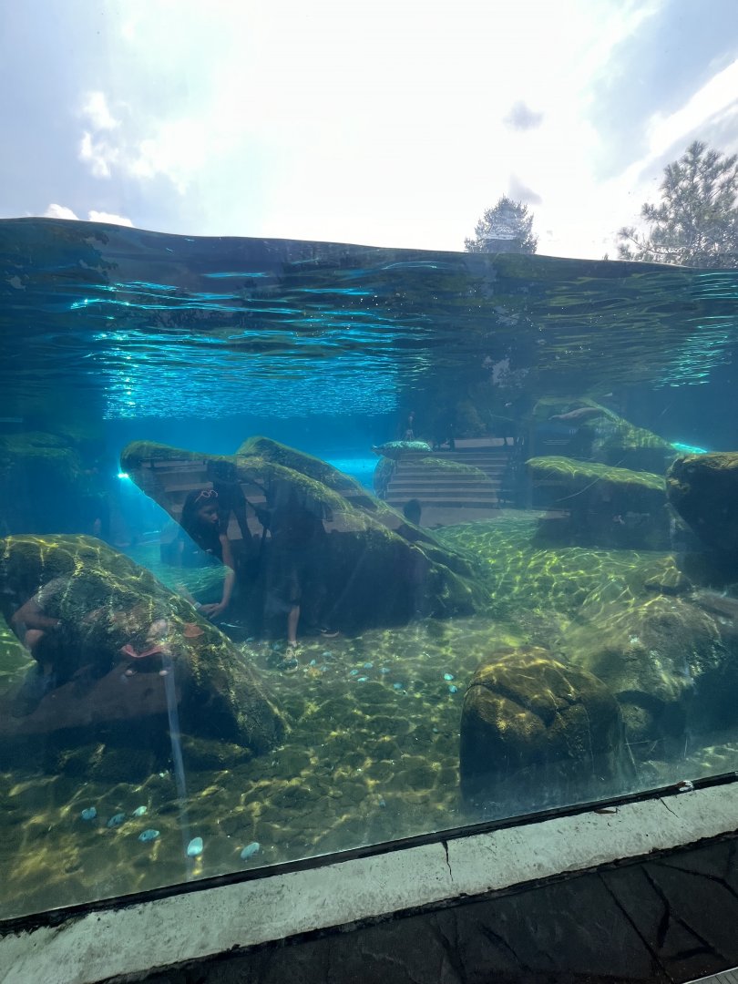 Seal and Sea Lion Sound