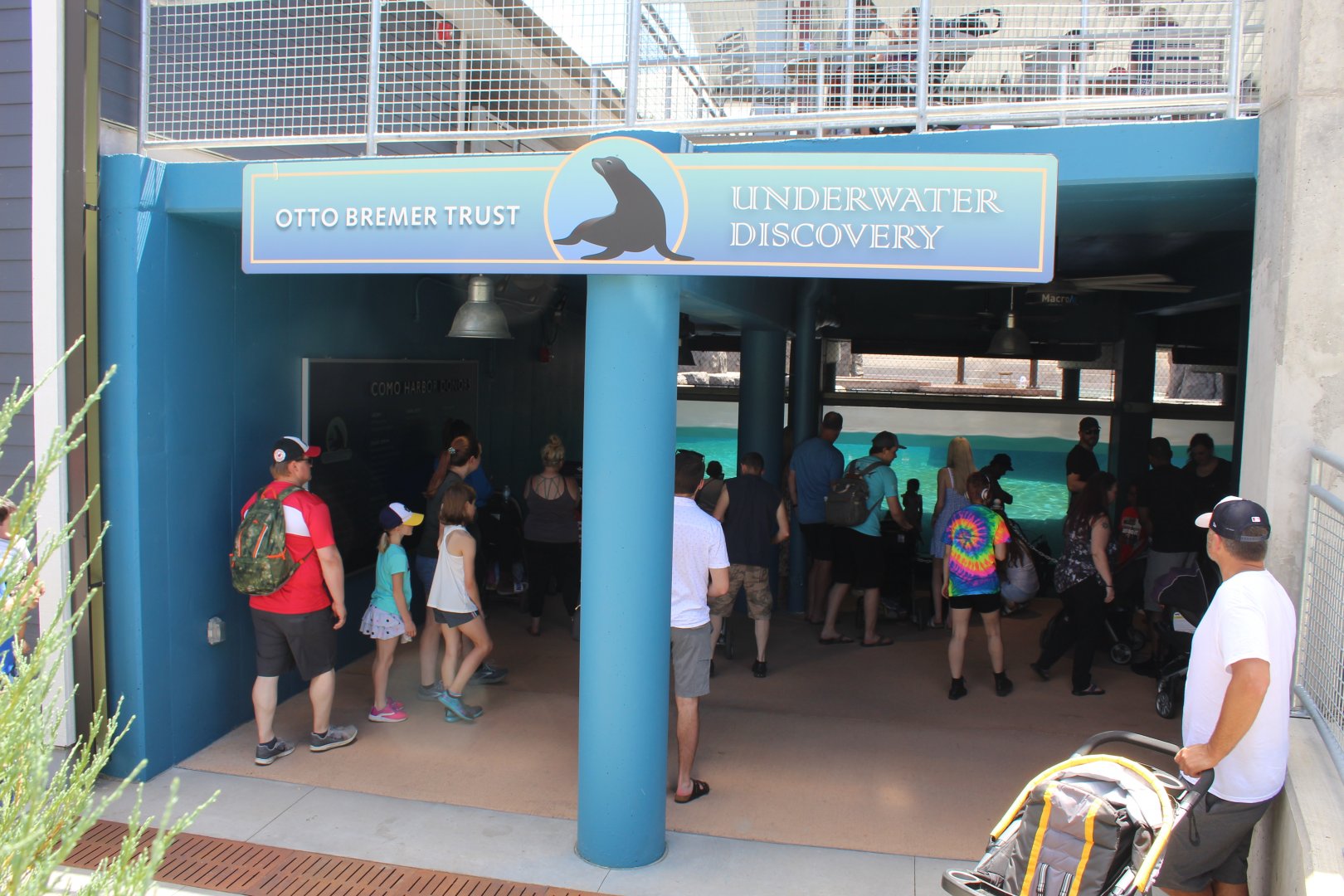Seal and Sea Lion Underwater Viewing - Como Harbor