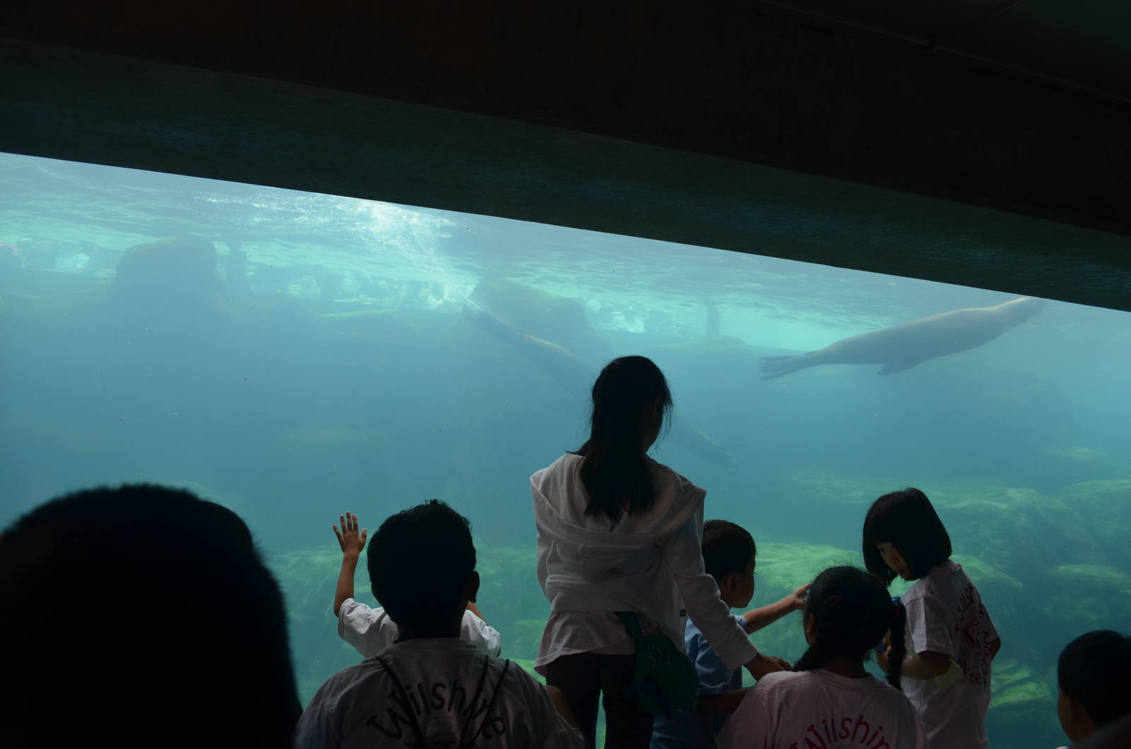 Seal and Sea Lion Underwater Viewing