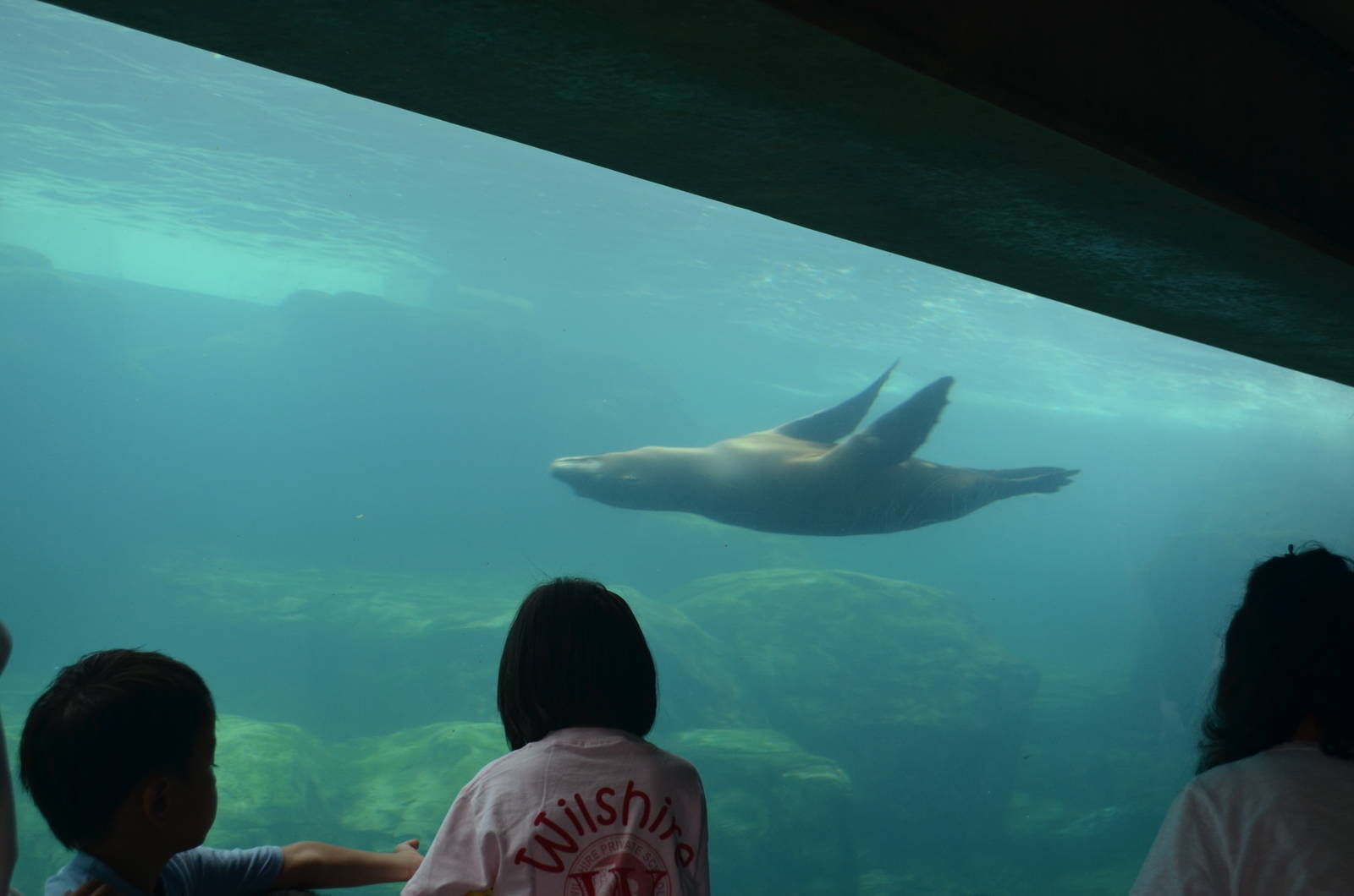 Seal and Sea Lion Underwater Viewing