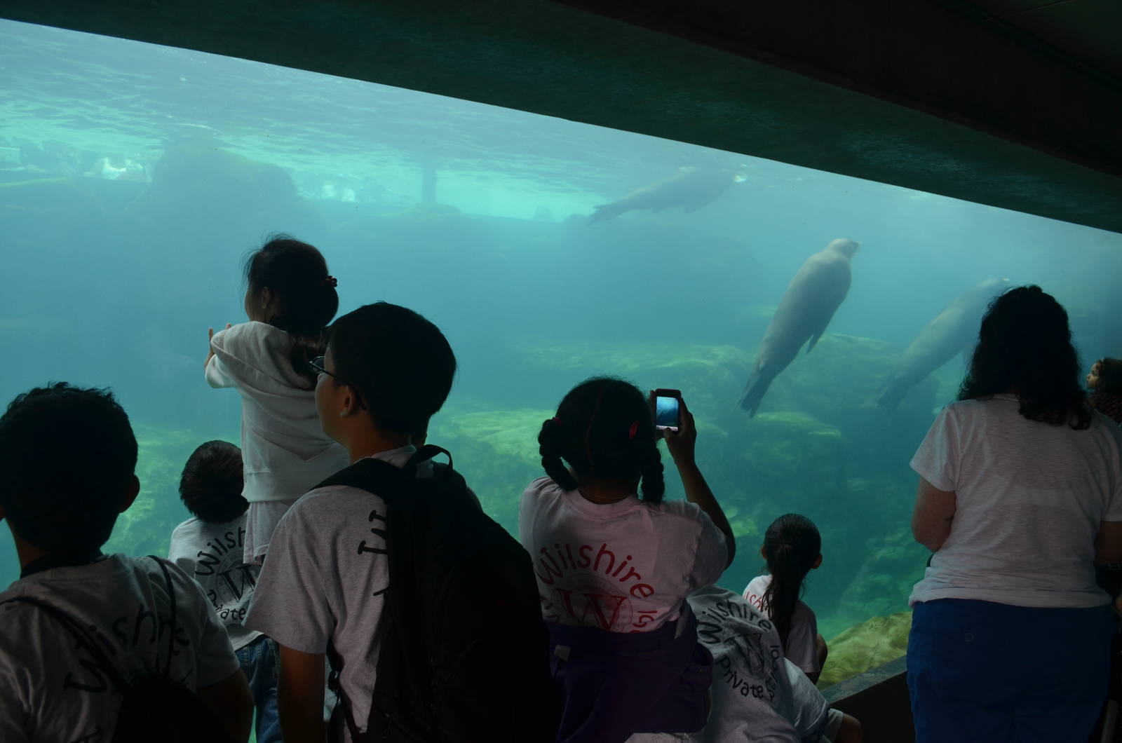 Seal and Sea Lion Underwater Viewing