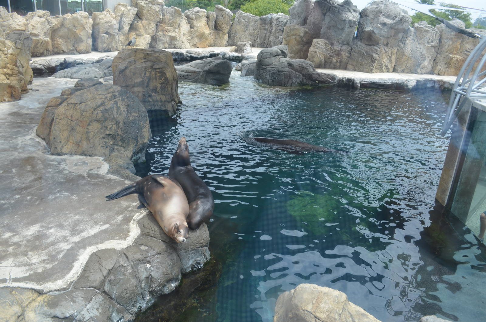 Seal and Seal Lion Pool