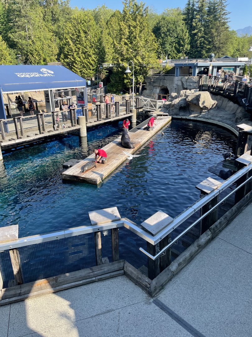 Seal and Sealion Feeding