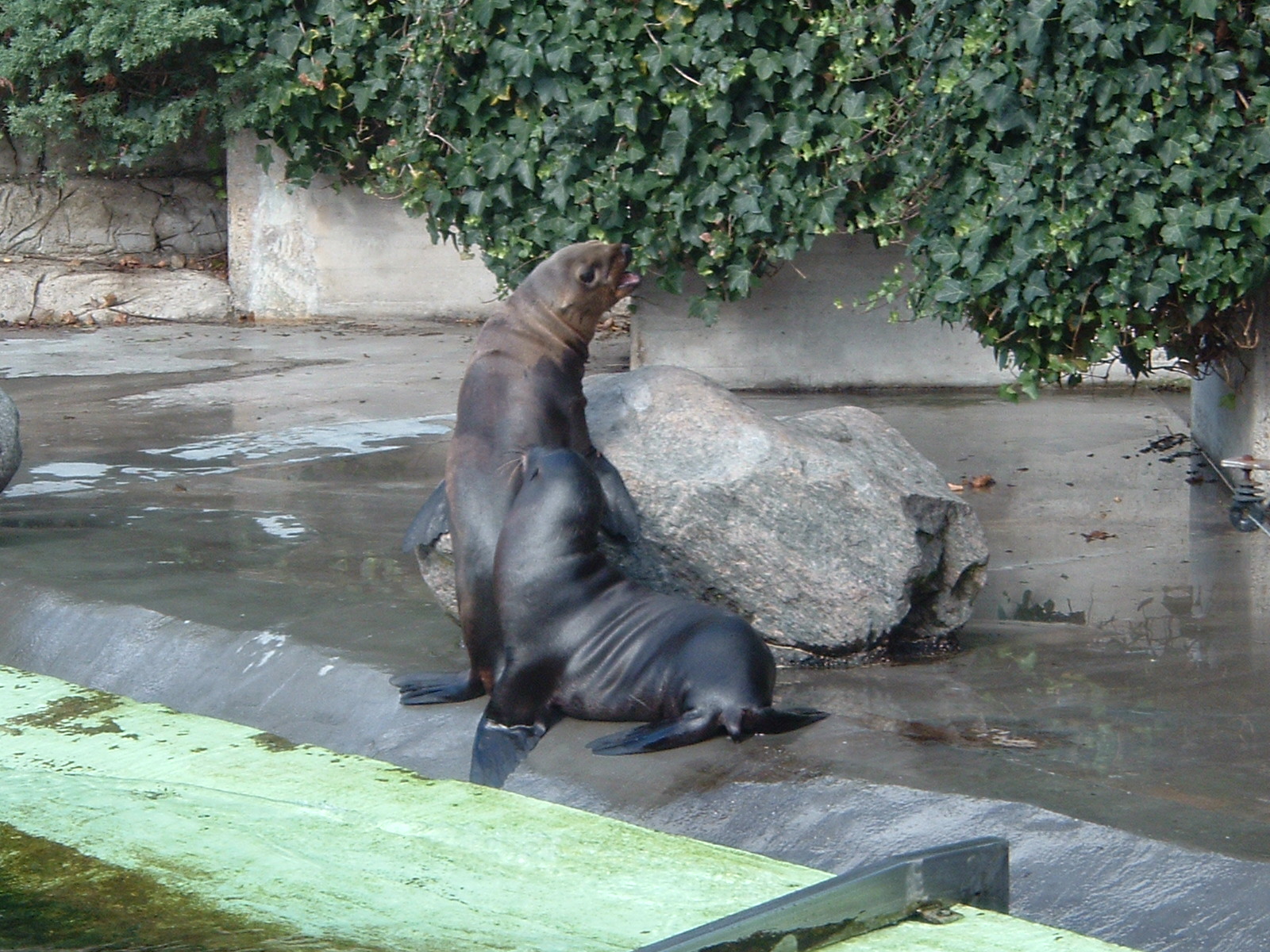 Seal at Artis Zoo, January 2006