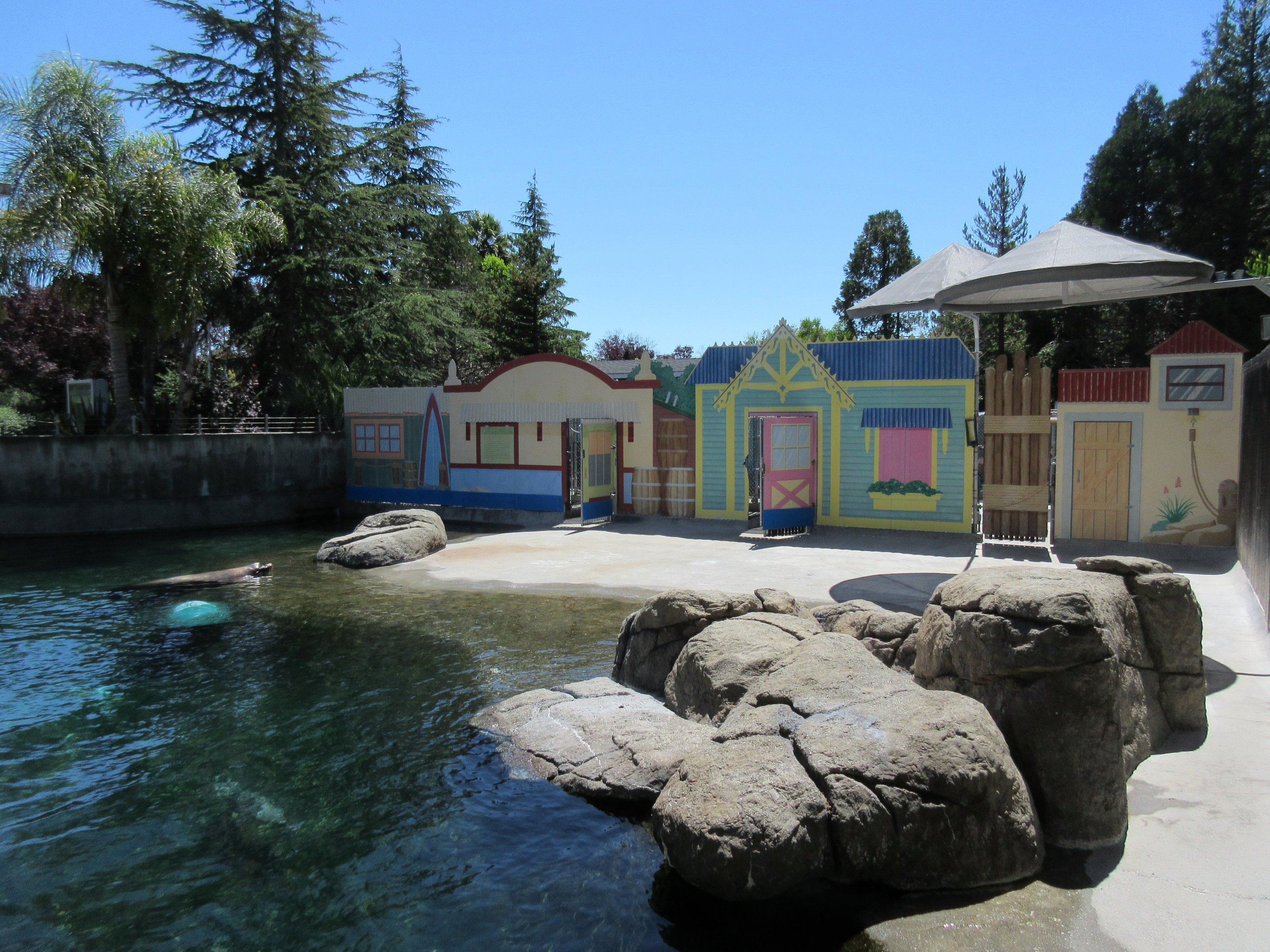 Seal Cove (Harbour Seals and a single California Sea Lion)