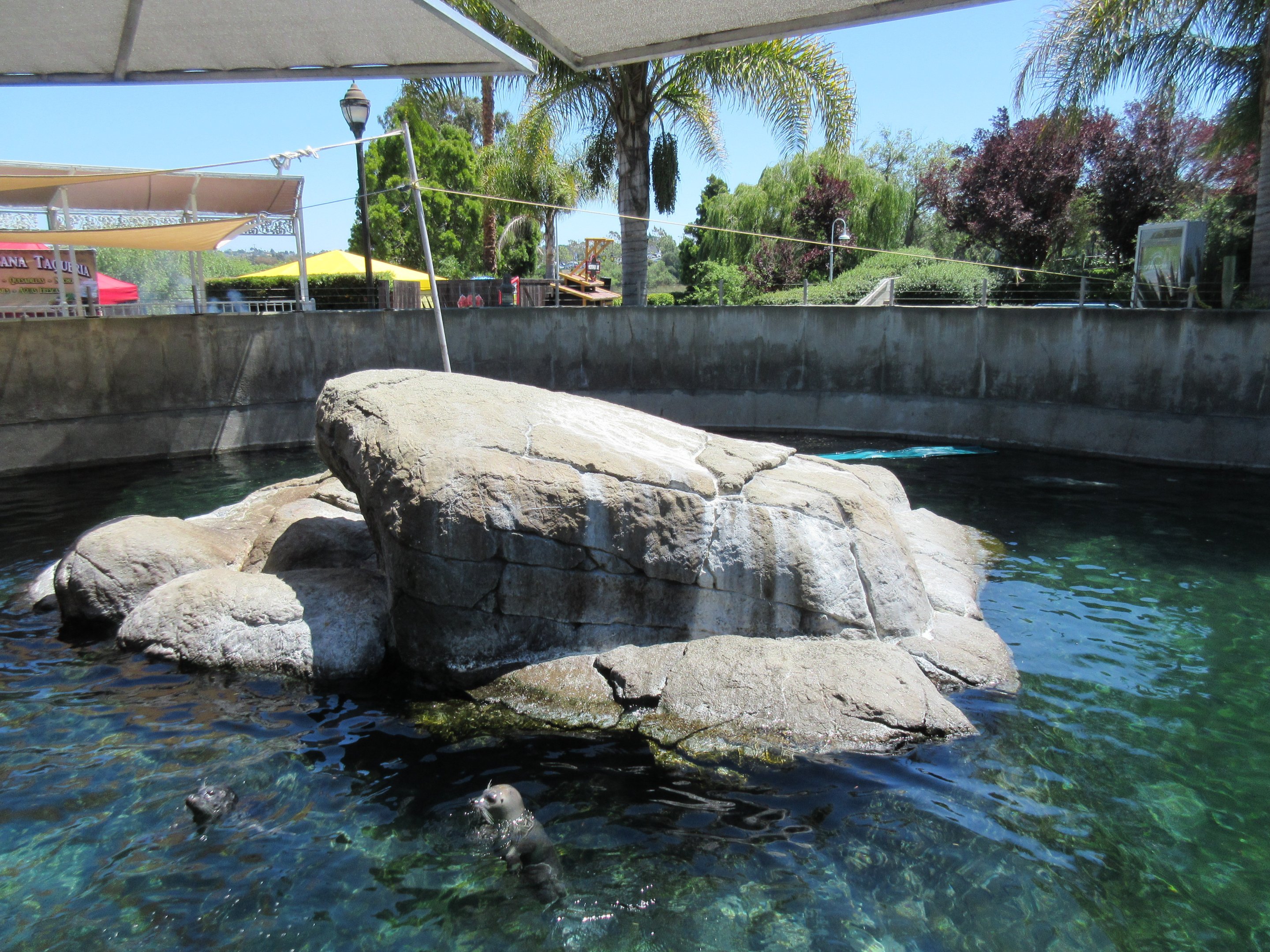 Seal Cove (Harbour Seals and a single California Sea Lion)