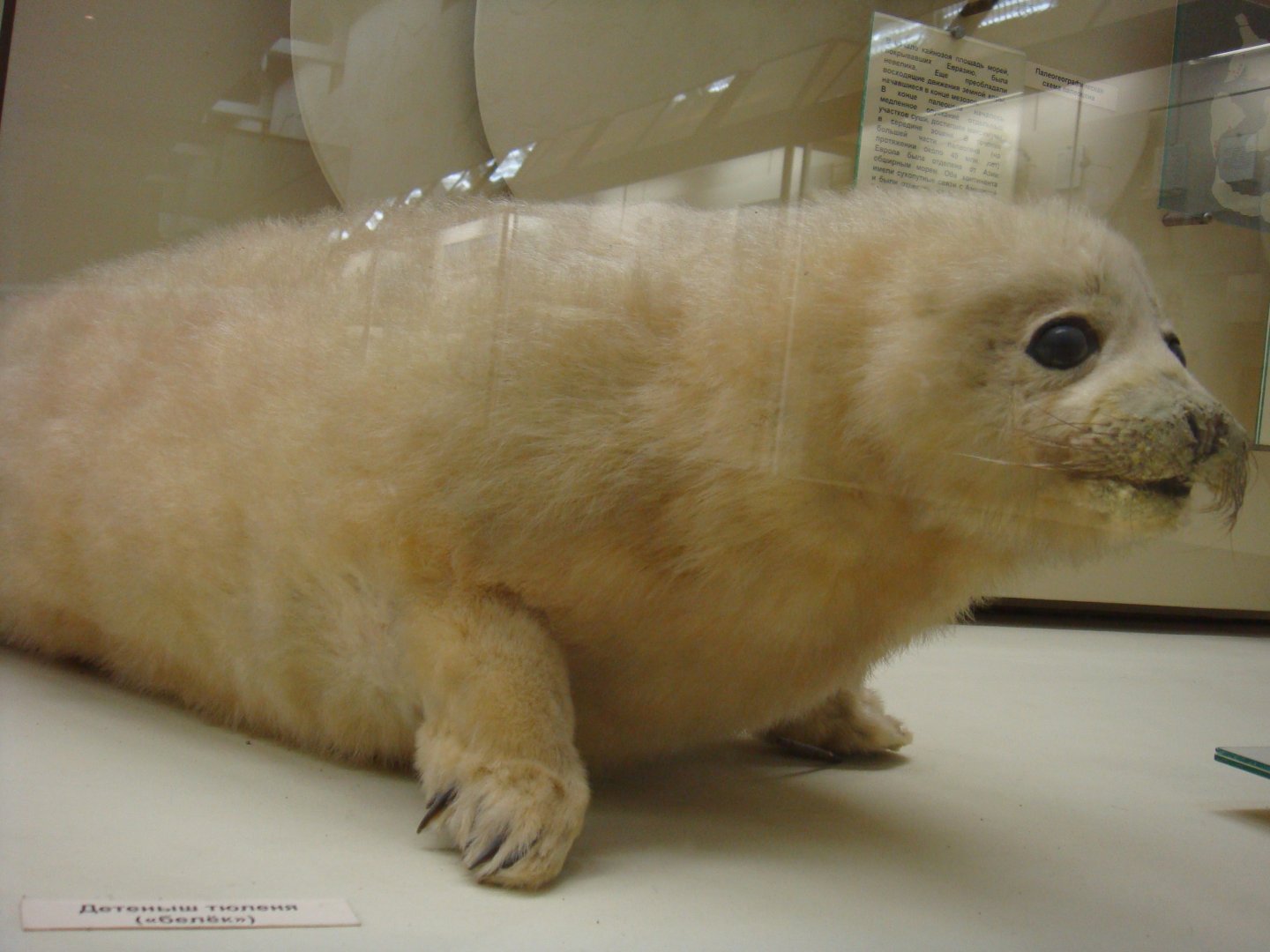 Seal cub