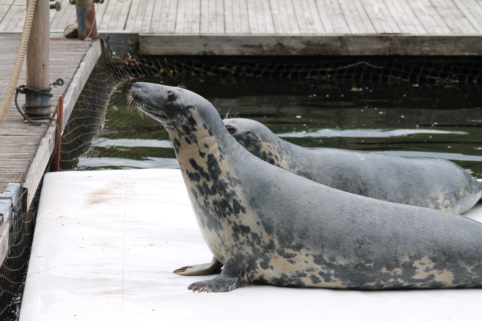 Seal during training session
