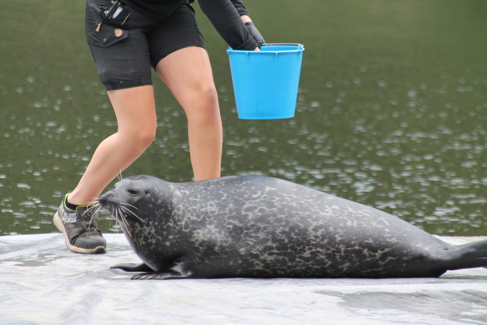 Seal during training session