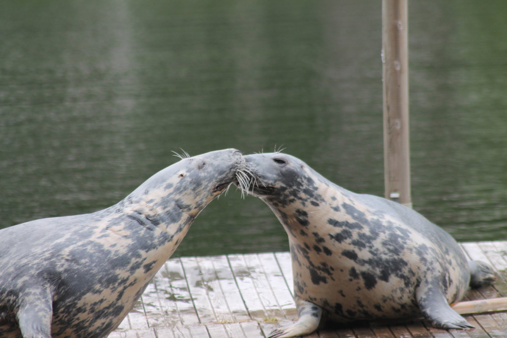 Seal during training session